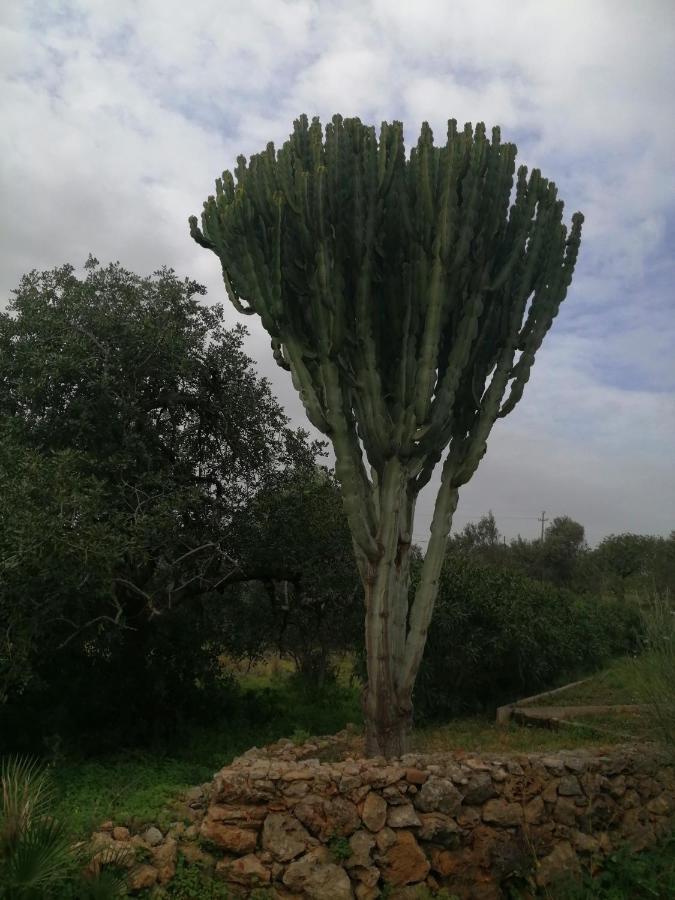 Duas Casas De Ferias Medronhal Faro Em 520 - 2 ภายนอก รูปภาพ